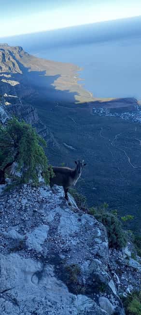 image n.19 of Cape Town: India Venster Half-Day Hike on Table Mountain activity in Cape Town, uploaded by supplier
