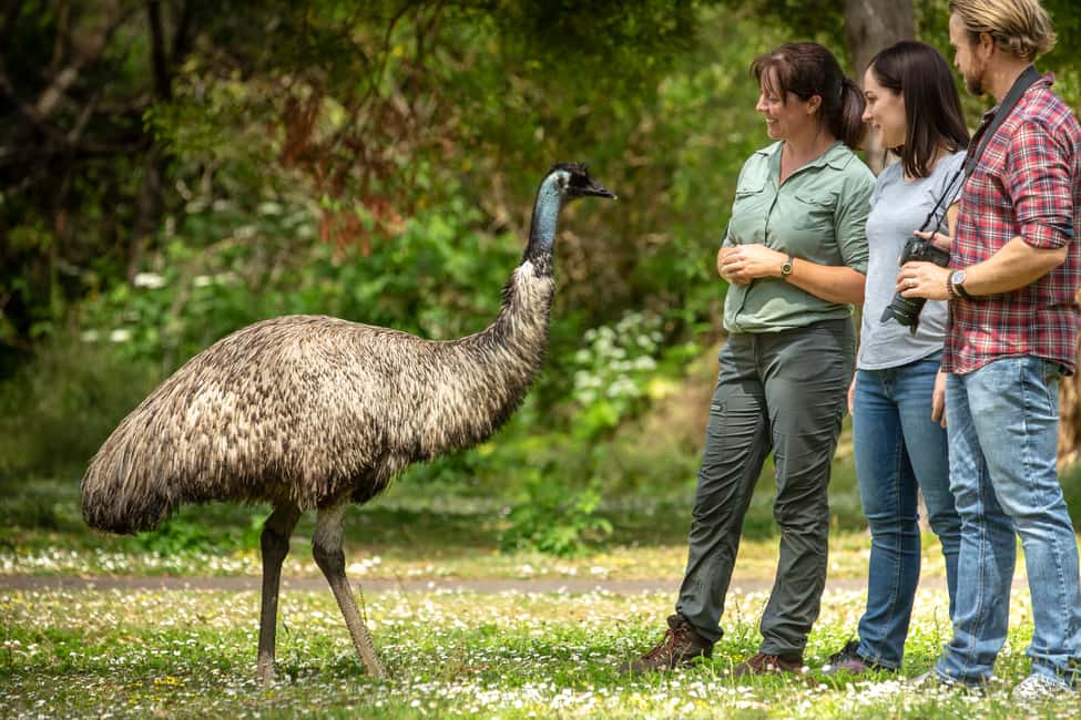 imagem n.2 de De Adelaide a Melbourne: Viagem Ultimate Overland de 3 dias atividade em Halls Gap, carregada pelo fornecedor