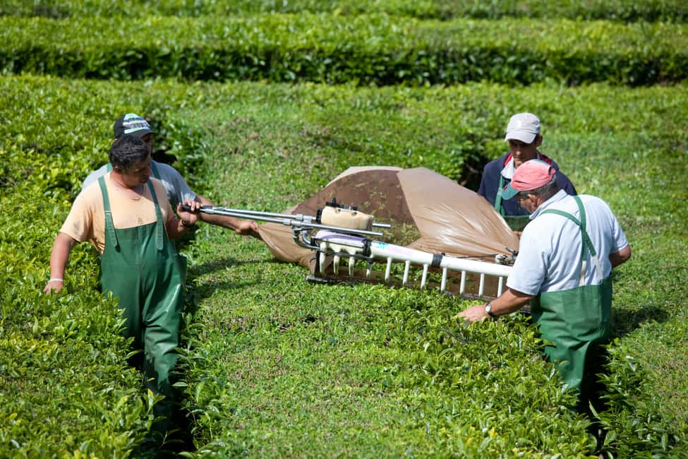 imagem n.5 de São Miguel: Excursão ao Vulcão das Furnas e à Plantação de Chá com Almoço atividade em Açores, carregada pelo fornecedor