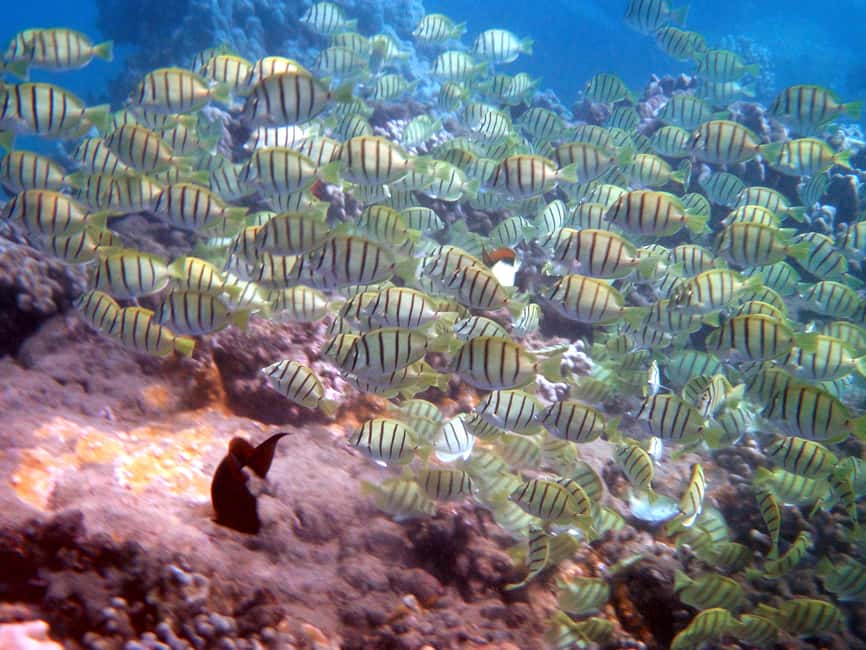 image n.2 of Kayak and Snorkel West Maui at Olowalu activity in Hawaii, uploaded by supplier