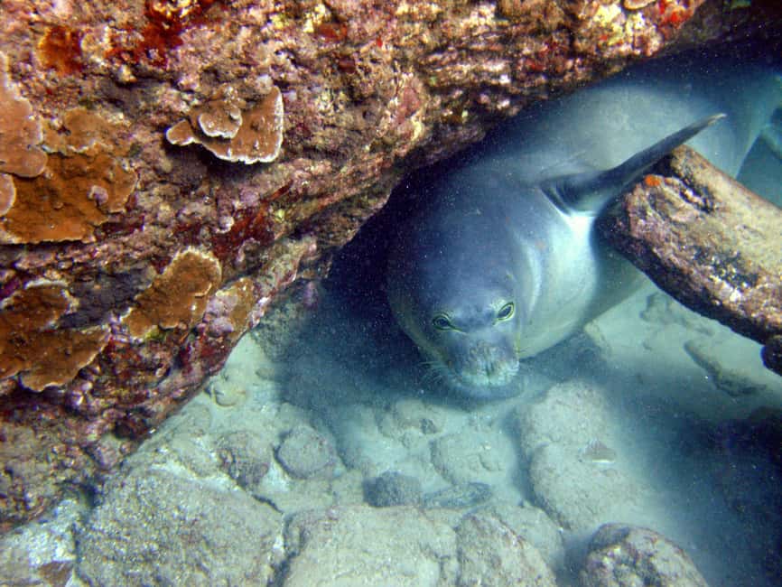 image n.6 of Kayak and Snorkel West Maui at Olowalu activity in Hawaii, uploaded by supplier