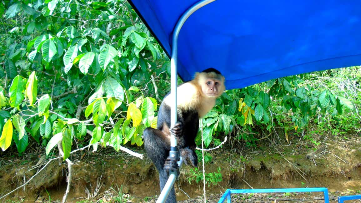 image n.1 of From Panama City: Monkey Islands Tour on Gatun Lake activity in Panama Province, uploaded by supplier