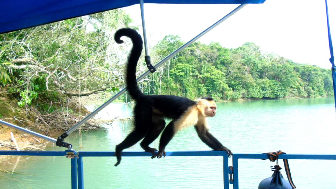 image n.2 of From Panama City: Monkey Islands Tour on Gatun Lake activity in Panama Province, uploaded by supplier