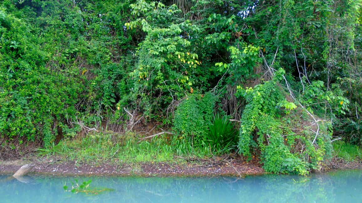 image n.4 of From Panama City: Monkey Islands Tour on Gatun Lake activity in Panama Province, uploaded by supplier