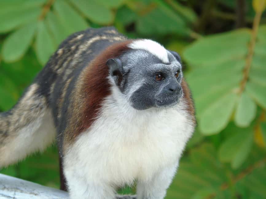 image n.5 of From Panama City: Monkey Islands Tour on Gatun Lake activity in Panama Province, uploaded by supplier
