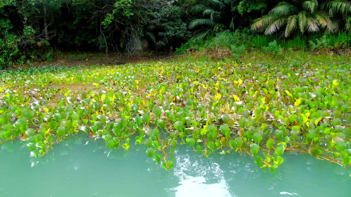image n.7 of From Panama City: Monkey Islands Tour on Gatun Lake activity in Panama Province, uploaded by supplier