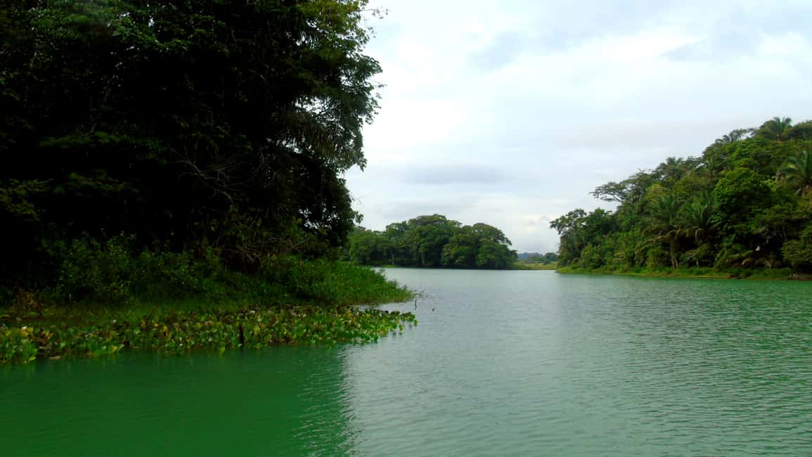 image n.8 of From Panama City: Monkey Islands Tour on Gatun Lake activity in Panama Province, uploaded by supplier