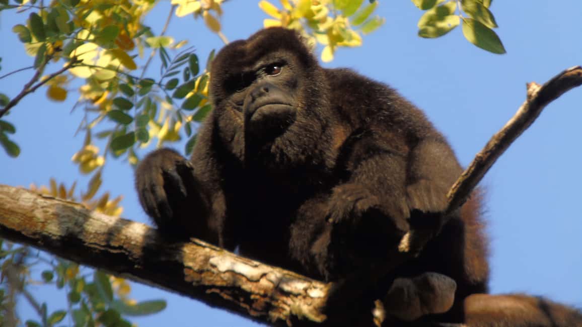 image n.9 of From Panama City: Monkey Islands Tour on Gatun Lake activity in Panama Province, uploaded by supplier