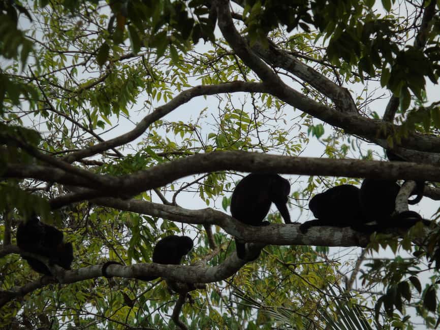 image n.10 of From Panama City: Monkey Islands Tour on Gatun Lake activity in Panama Province, uploaded by supplier