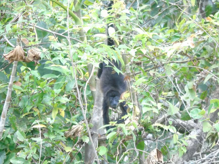 image n.11 of From Panama City: Monkey Islands Tour on Gatun Lake activity in Panama Province, uploaded by supplier