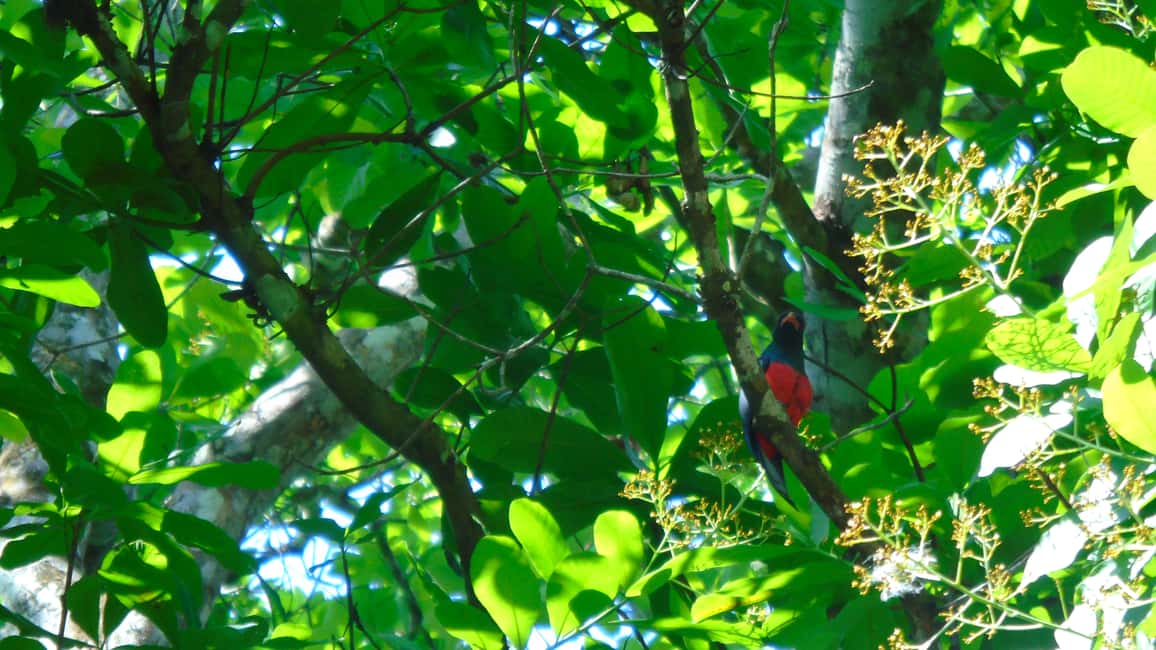 image n.12 of From Panama City: Monkey Islands Tour on Gatun Lake activity in Panama Province, uploaded by supplier
