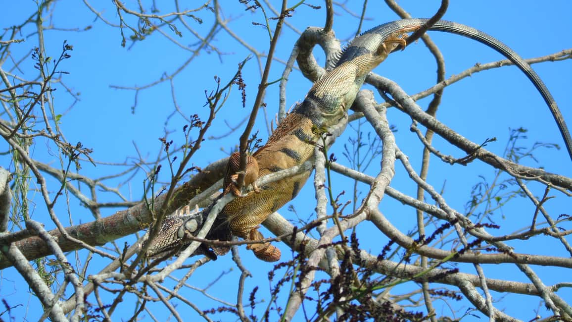 image n.13 of From Panama City: Monkey Islands Tour on Gatun Lake activity in Panama Province, uploaded by supplier