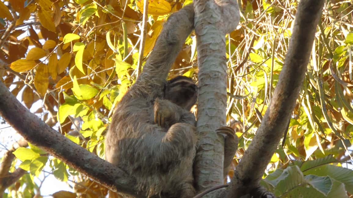 image n.15 of From Panama City: Monkey Islands Tour on Gatun Lake activity in Panama Province, uploaded by supplier