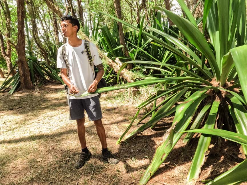 bild nr.15 av Mauritius: Den vilda södern: Vandringstur med guide aktivitet i Mauritius, uppladdad av arrangören
