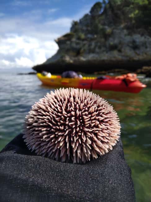 image n.11 of Lisbon: Arrábida Kayak and Coasteering Adventure Tour activity in Setubal, uploaded by supplier