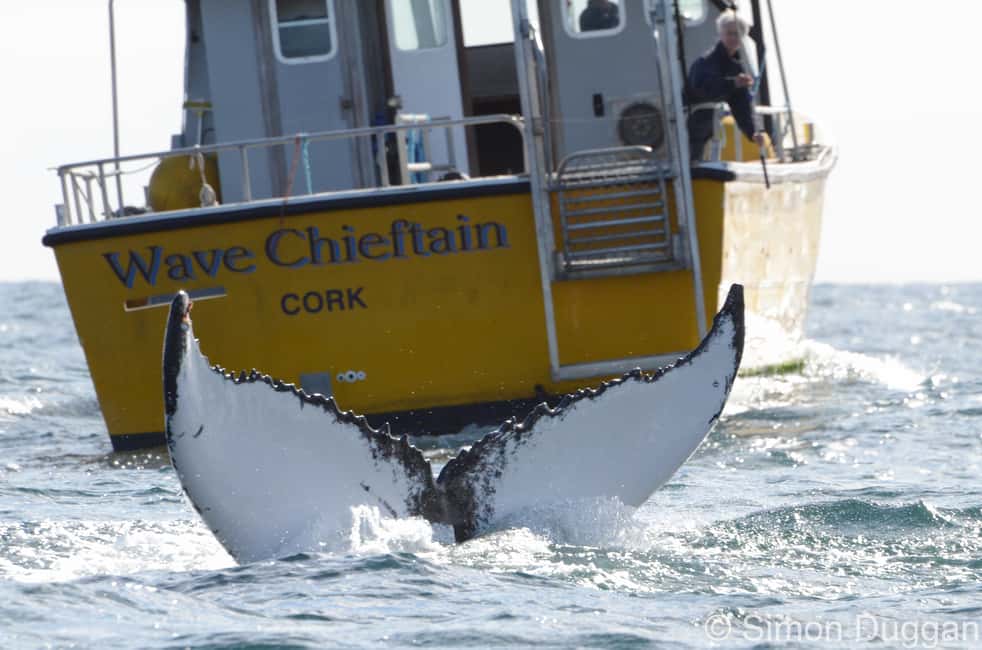 imagem n.1 de County Cork: passeio de barco para observação de baleias e golfinhos atividade em Connacht, carregada pelo fornecedor