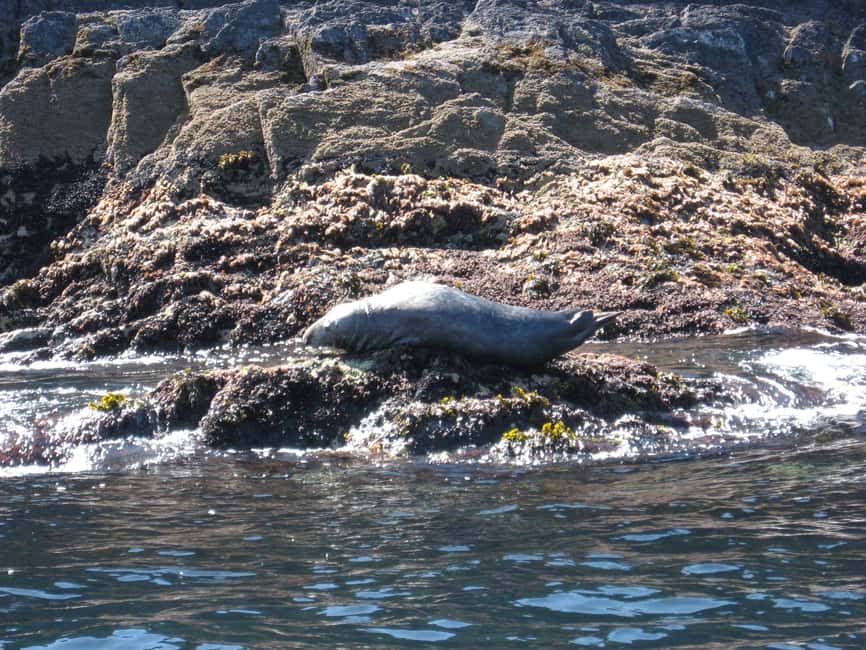 imagem n.4 de County Cork: passeio de barco para observação de baleias e golfinhos atividade em Connacht, carregada pelo fornecedor