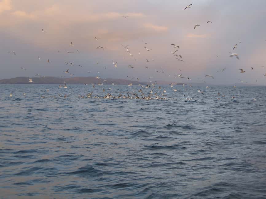 imagem n.6 de County Cork: passeio de barco para observação de baleias e golfinhos atividade em Connacht, carregada pelo fornecedor