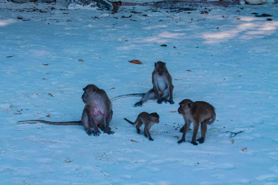 image n.10 of Phuket: Deluxe Phi Phi Tour by Speedboat & Lunch Buffet activity in Gulf of Thailand, uploaded by supplier