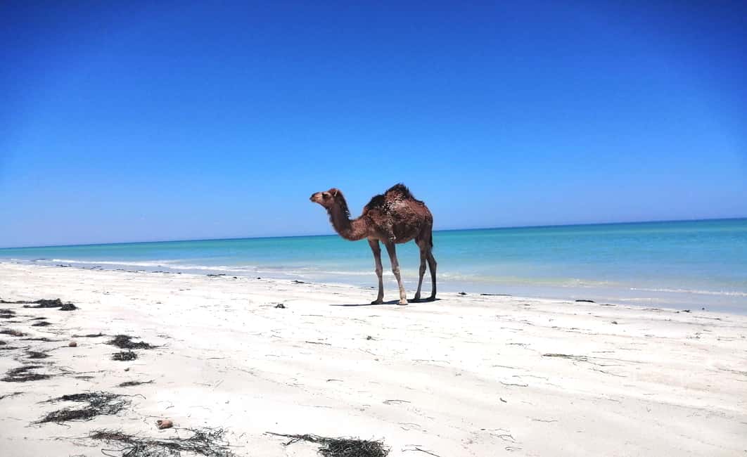 image n.3 of Djerba: Guided Camel Ride with Blue Lagoon Visit activity in Medenine Governorate, uploaded by supplier