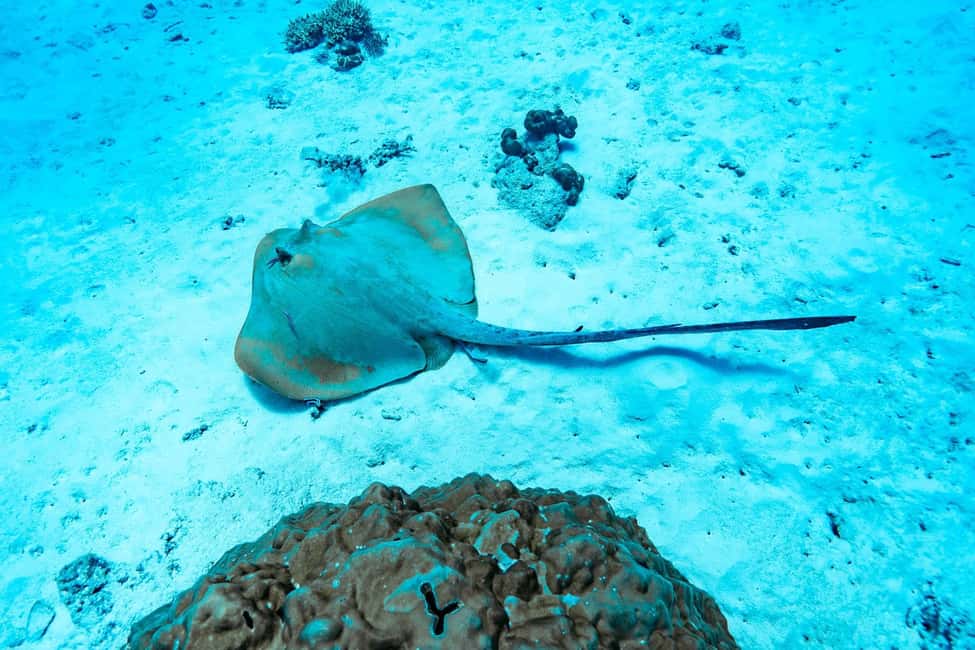 image n.6 of Sister, Coco, and Felicite Island: Seychelles Catamaran Tour activity in Mahé, uploaded by supplier