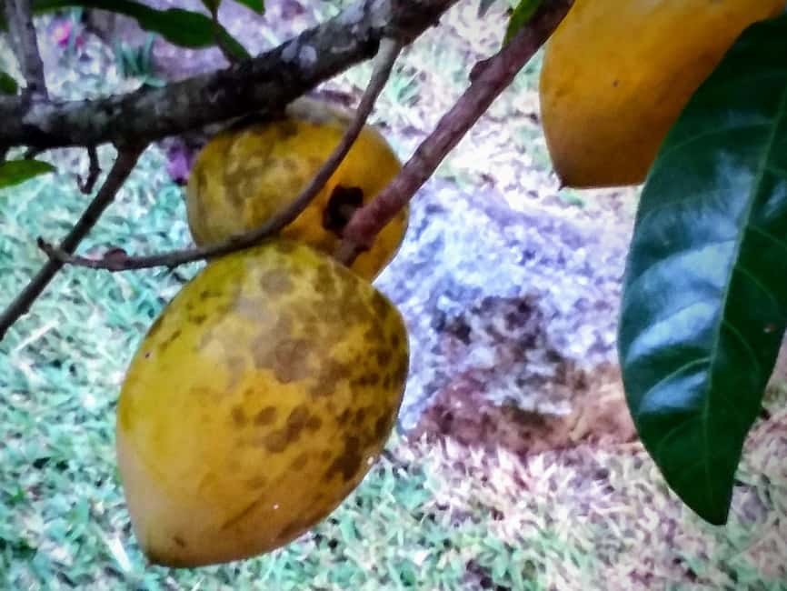 image n.9 of Mahé: Customizable Private Tour of Island with Driver activity in Victoria, Seychelles, uploaded by supplier