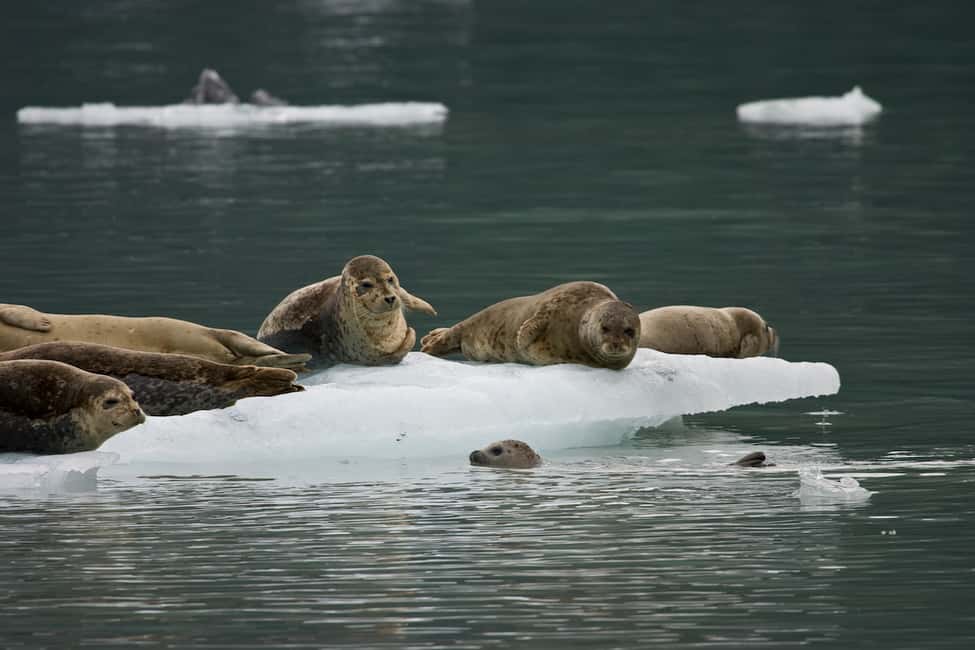 image n.8 of From Valdez: 7.5-hour Meares Glacier & Wildlife Cruise activity in Valdez, uploaded by supplier