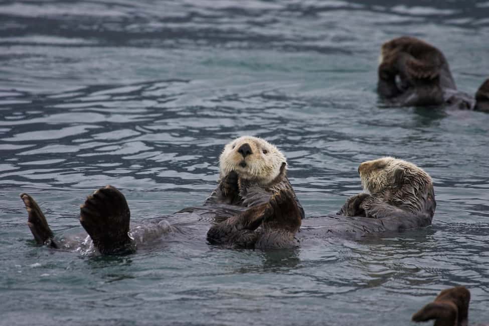 image n.6 of From Valdez: 7.5-hour Meares Glacier & Wildlife Cruise activity in Valdez, uploaded by supplier
