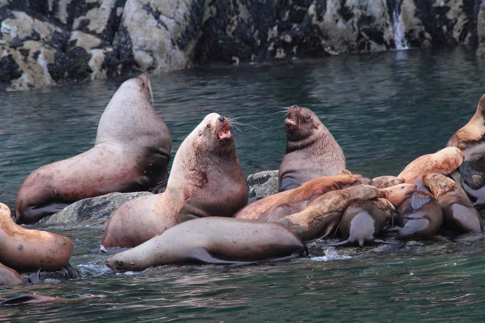 image n.9 of From Valdez: 7.5-hour Meares Glacier & Wildlife Cruise activity in Valdez, uploaded by supplier