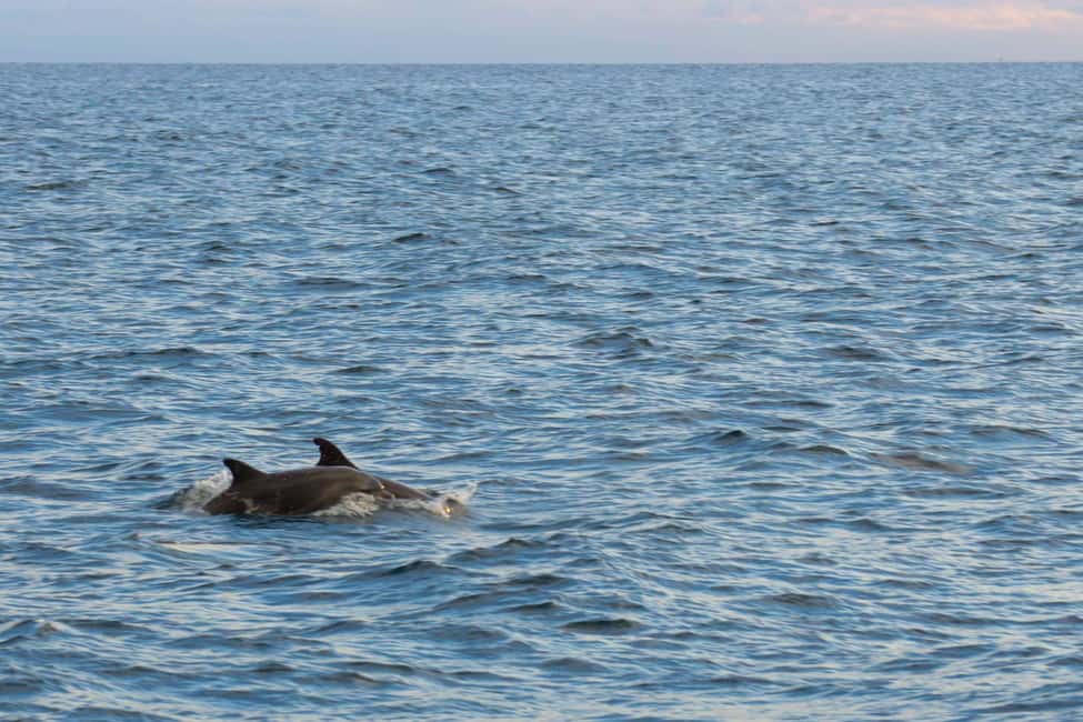 Immagine nº 4 di Parenzo: giro in barca serale alla scoperta dei delfini attività a Porec, caricata dal fornitore
