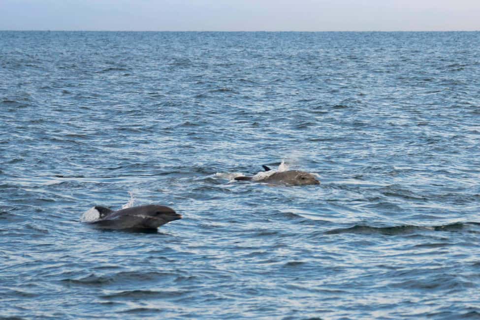 Immagine nº 5 di Parenzo: giro in barca serale alla scoperta dei delfini attività a Porec, caricata dal fornitore