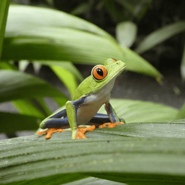 bild nr.8 av Privat transfer San José flygplats till/från Monteverde aktivitet i San José, Costa Rica, uppladdad av arrangören