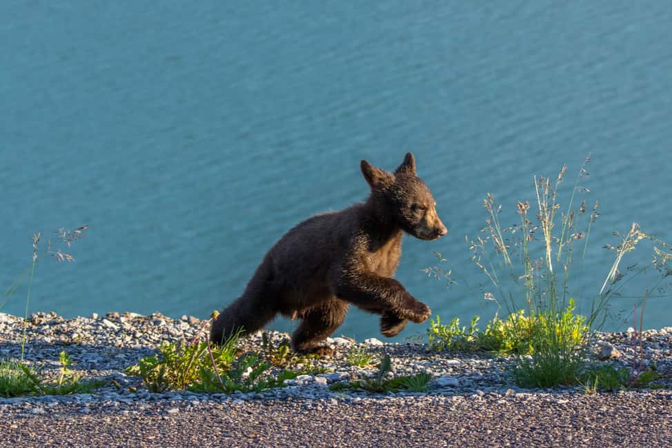 image n.2 of Jasper National Park: Evening or Morning Wildlife Watch Tour activity in Jasper, uploaded by supplier