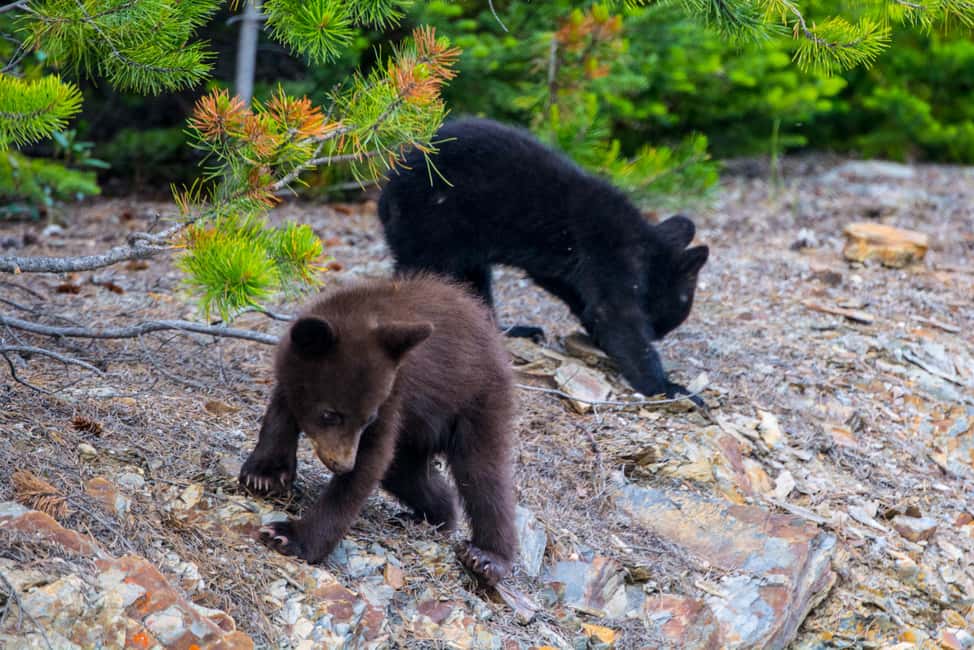 image n.6 of Jasper National Park: Evening or Morning Wildlife Watch Tour activity in Jasper, uploaded by supplier