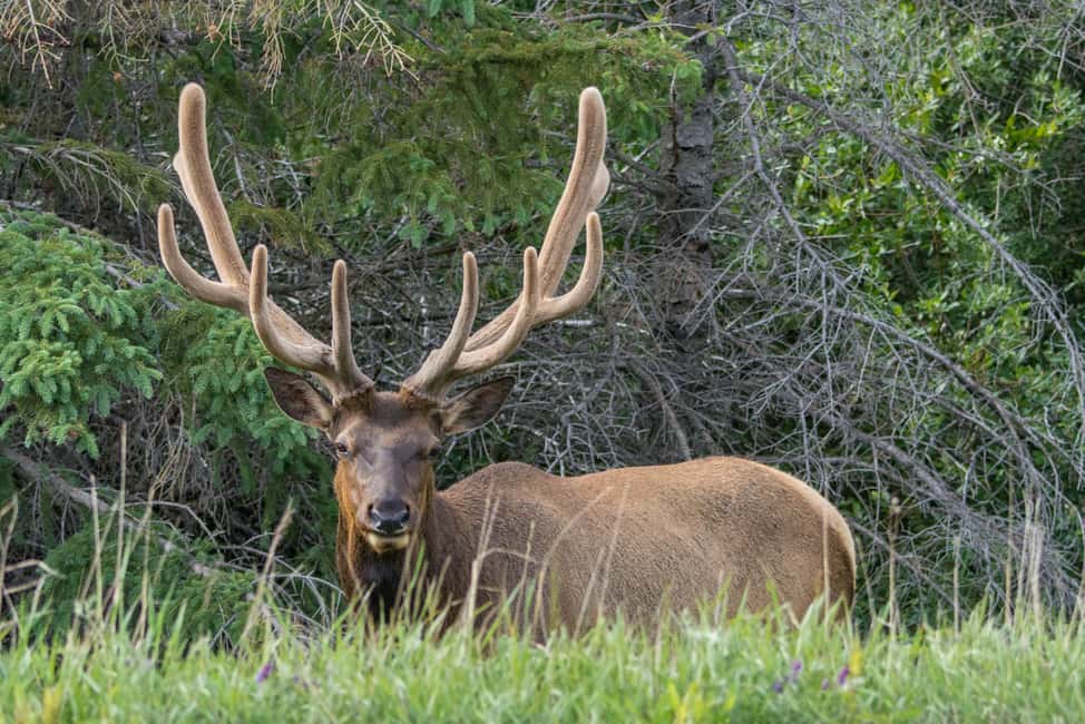 image n.3 of Jasper National Park: Evening or Morning Wildlife Watch Tour activity in Jasper, uploaded by supplier