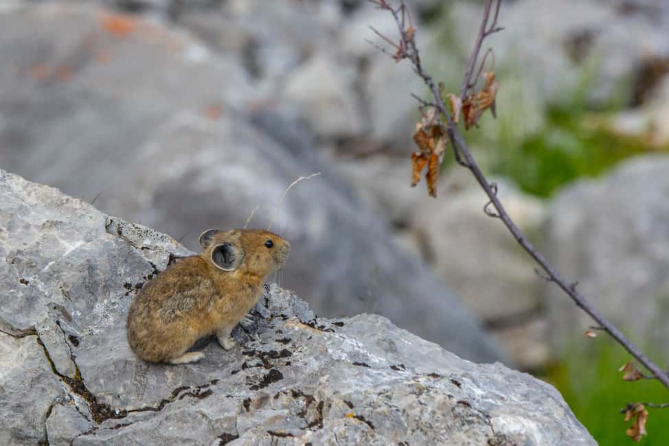 image n.12 of Jasper National Park: Evening or Morning Wildlife Watch Tour activity in Jasper, uploaded by supplier