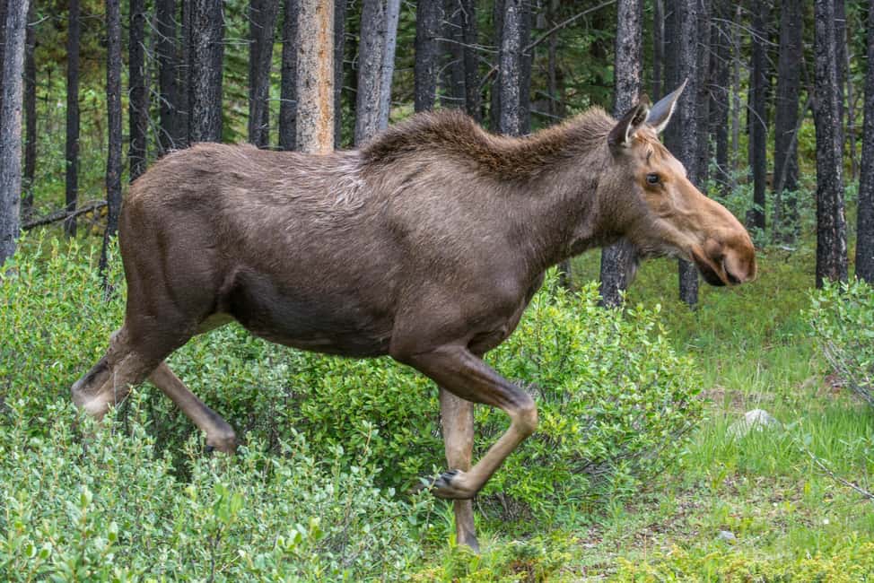 image n.13 of Jasper National Park: Evening or Morning Wildlife Watch Tour activity in Jasper, uploaded by supplier