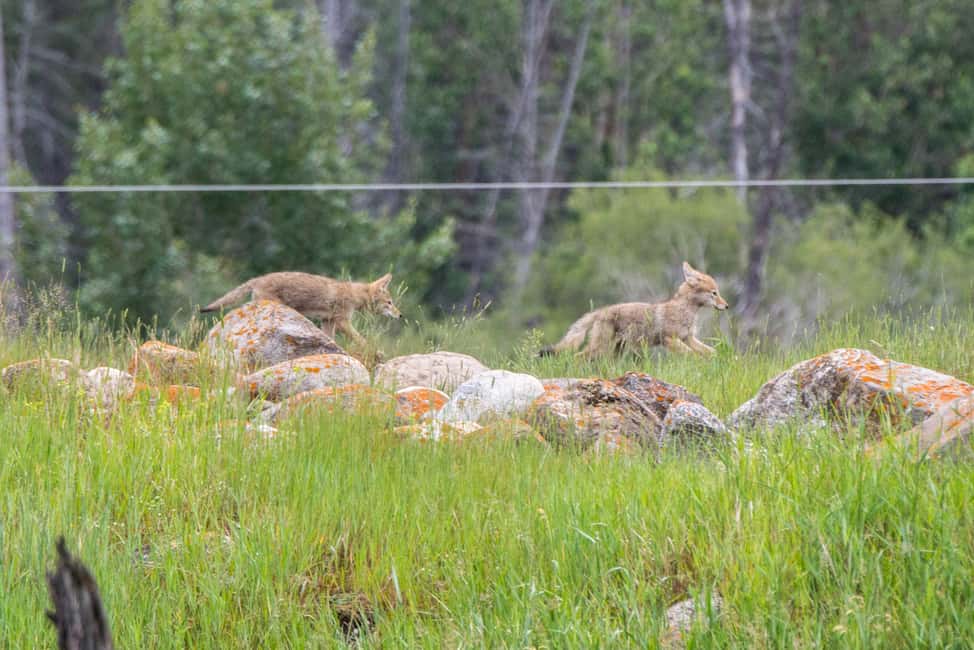 image n.15 of Jasper National Park: Evening or Morning Wildlife Watch Tour activity in Jasper, uploaded by supplier