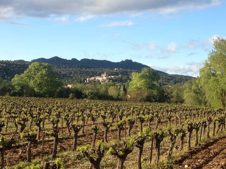 imagem n.8 de Montpellier: Excursão vinícola Pic Saint-Loup atividade em Sul da França, carregada pelo fornecedor