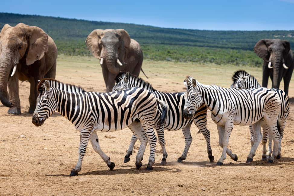 image n.37 of Addo Elephant National Park All Inclusive Full-Day Safari activity in Eastern Cape, uploaded by supplier