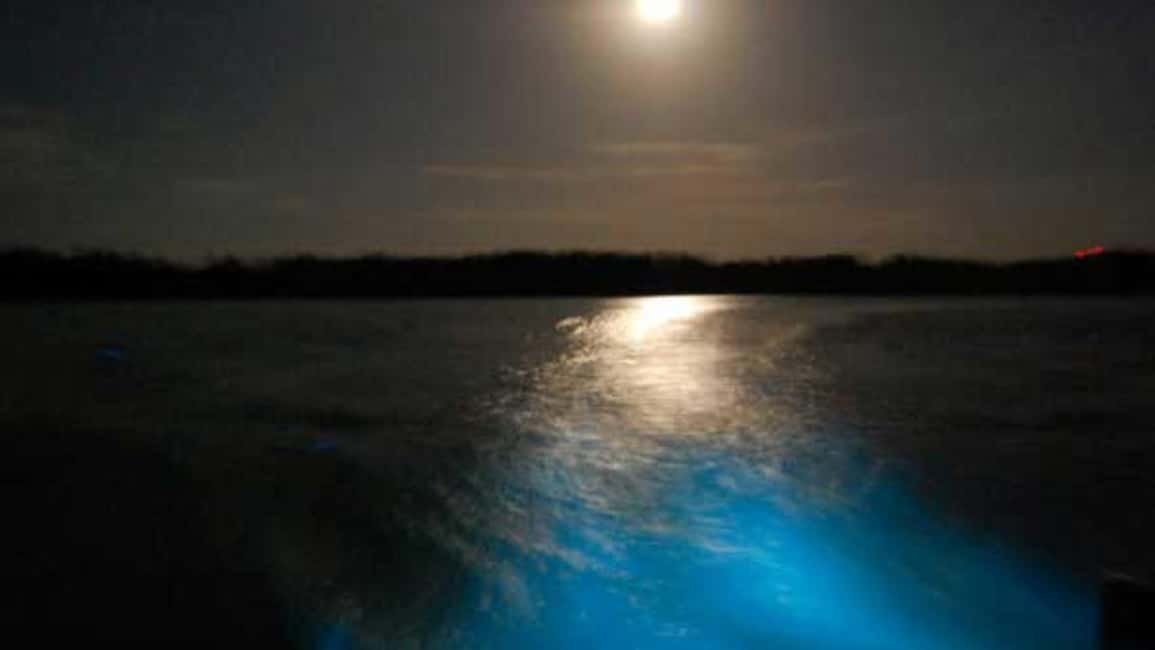 imagem n.3 de De Montego Bay: Passeio de barco noturno na Lagoa Luminosa atividade em Falmouth, carregada pelo fornecedor