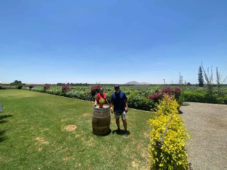 image n.8 of From Ica or Huacachina: Wine and Pisco Vineyards Tour activity in Ica, uploaded by supplier