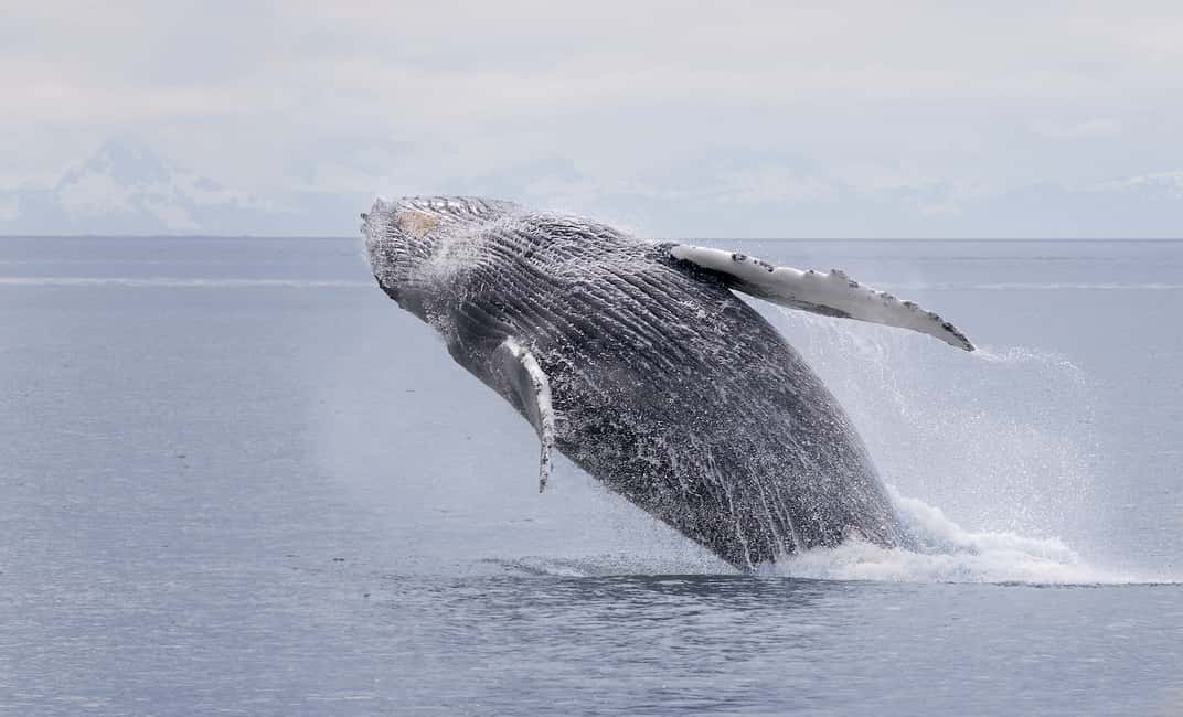 image n.1 of Juneau: Whale Watching and Wildlife Cruise with Local Guide activity in Alaska, uploaded by supplier