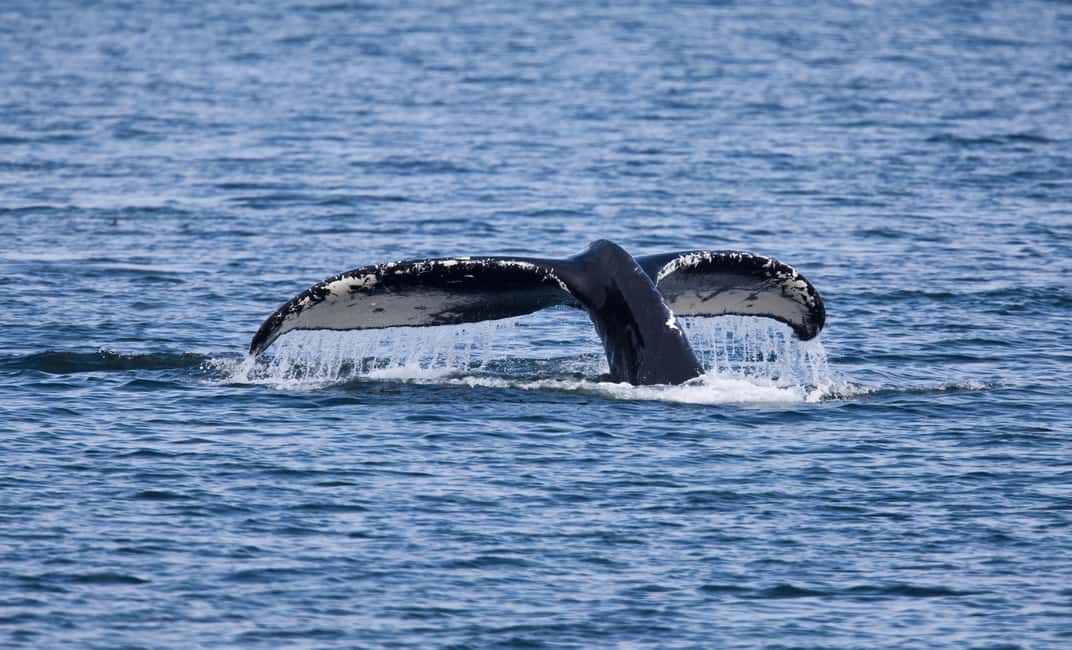 image n.2 of Juneau: Whale Watching and Wildlife Cruise with Local Guide activity in Alaska, uploaded by supplier