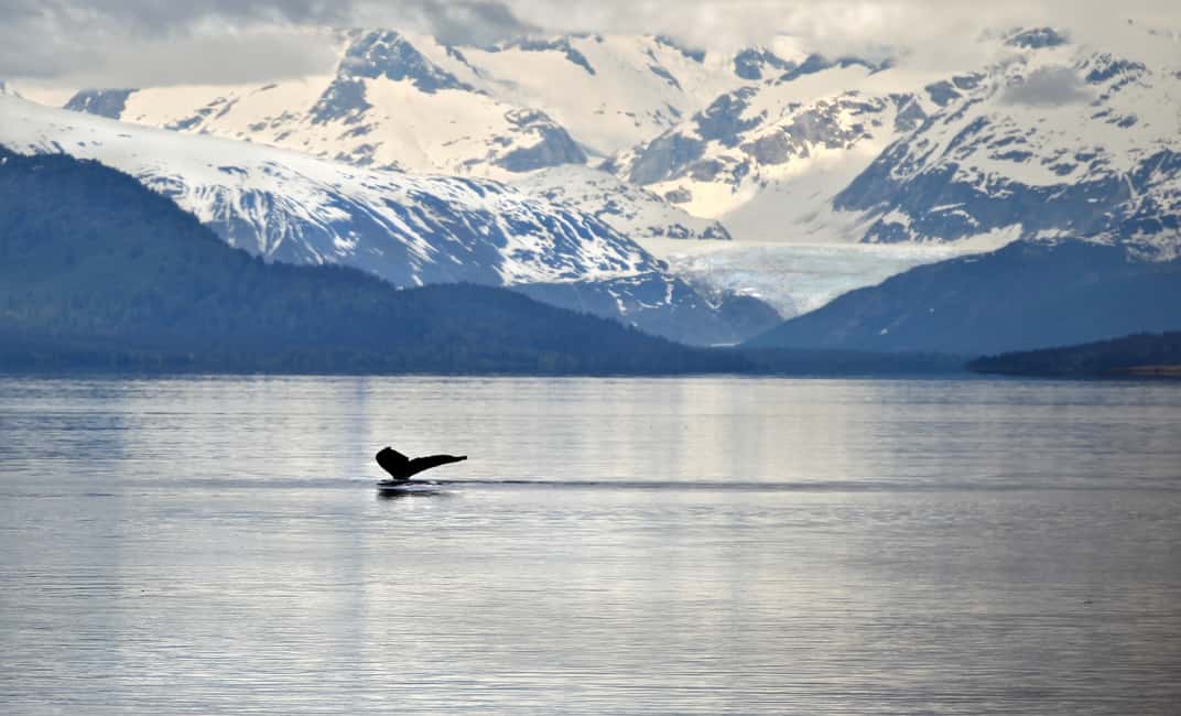 image n.3 of Juneau: Whale Watching and Wildlife Cruise with Local Guide activity in Alaska, uploaded by supplier