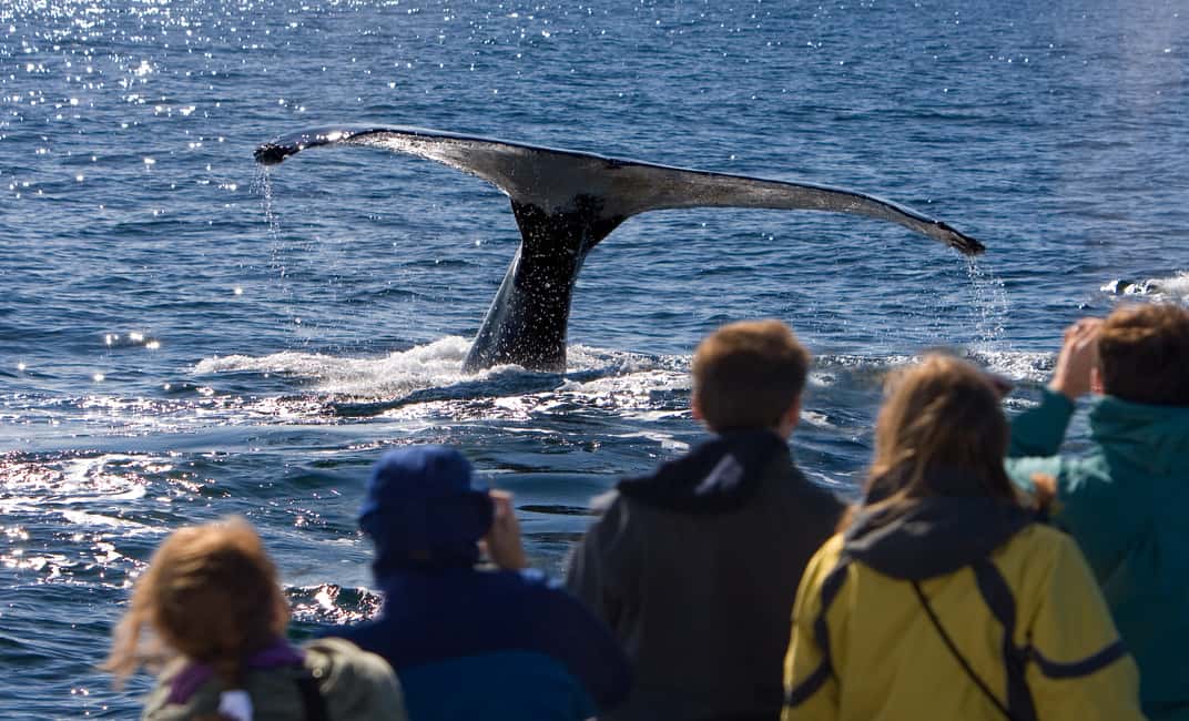 image n.4 of Juneau: Whale Watching and Wildlife Cruise with Local Guide activity in Alaska, uploaded by supplier