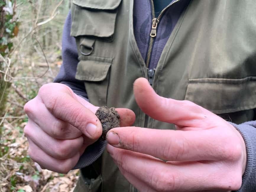 image n.2 of Livade: Guided Truffle Hunting Walking Tour activity in Porec, uploaded by supplier