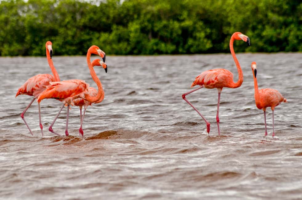 Image N°2 de Rio Lagartos : tour en bateau dans la réserve naturelle activité à Río Lagartos, publiée par le prestataire