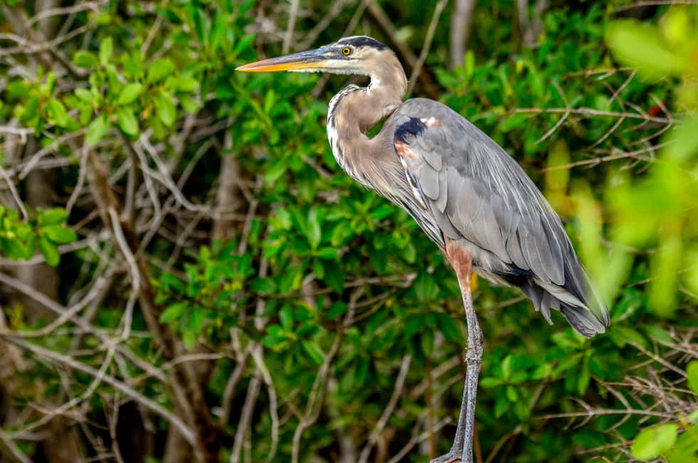 Image N°4 de Rio Lagartos : tour en bateau dans la réserve naturelle activité à Río Lagartos, publiée par le prestataire