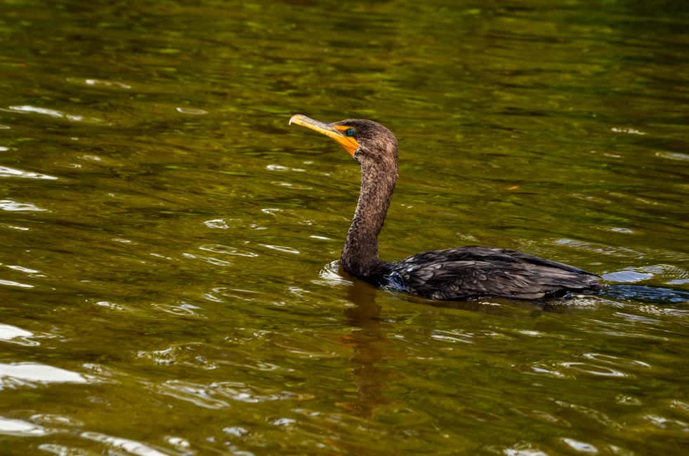 Image N°5 de Rio Lagartos : tour en bateau dans la réserve naturelle activité à Río Lagartos, publiée par le prestataire